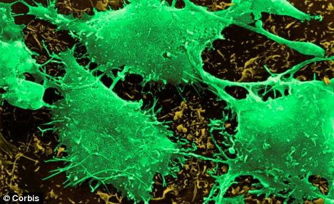 The small size of TIC10 also means it can cross the blood-brain barrier, which many anti-cancer drugs can't do, making it effective at targeting brain cancer cells (pictured)